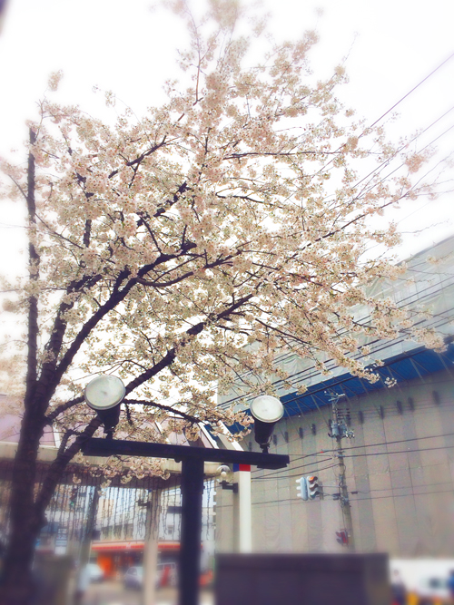 sakura